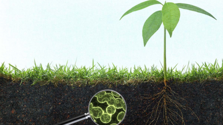 Importance of the Microbiome of Soil